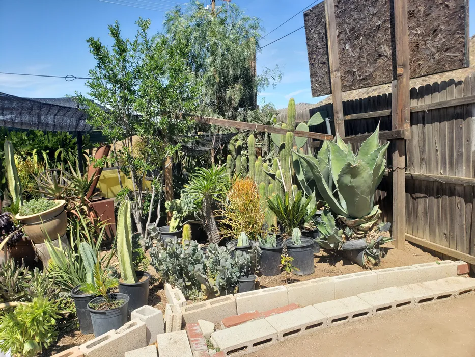 Succulents and Cacti